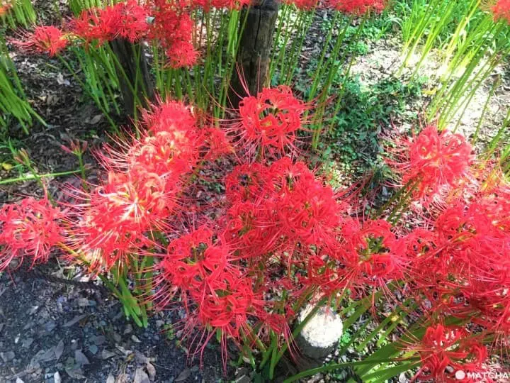 Kinchakuda Red Spider Lily Festival - A Sea Of Crimson In Saitama