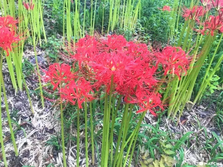 Kinchakuda Red Spider Lily Festival - A Sea Of Crimson In Saitama