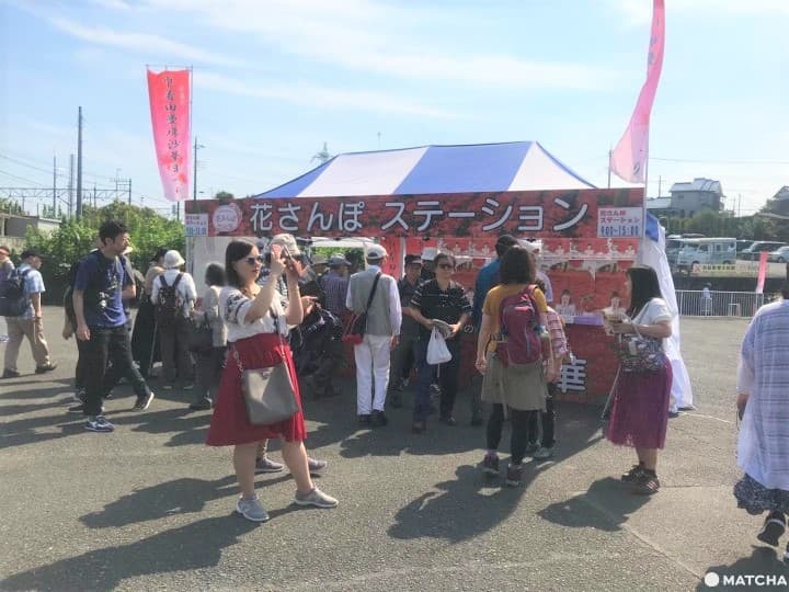 Kinchakuda Red Spider Lily Festival - Une mer pourpre à Saitama