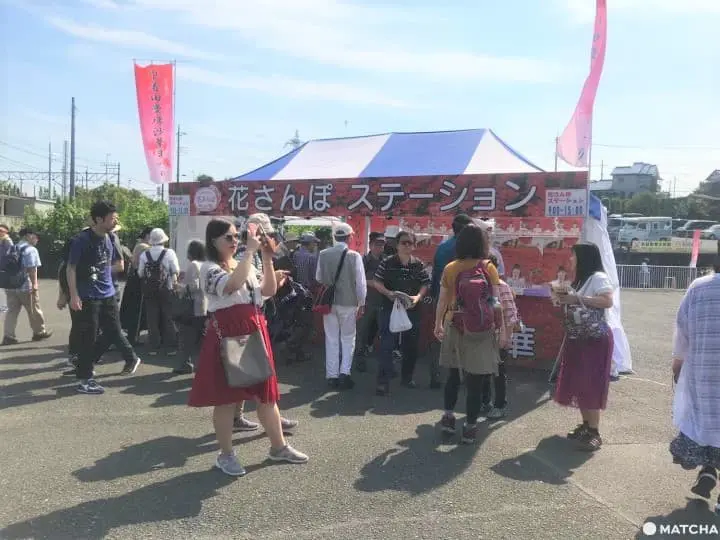 Kinchakuda Red Spider Lily Festival - A Sea Of Crimson In Saitama