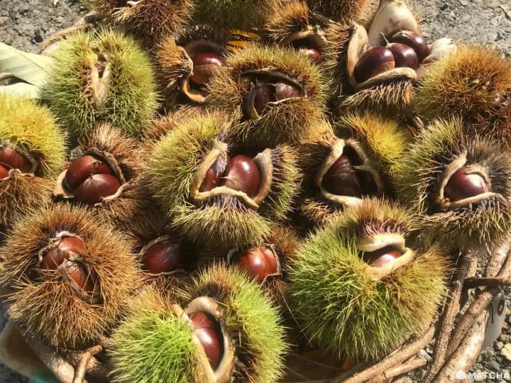 Kinchakuda Red Spider Lily Festival - A Sea Of Crimson In Saitama