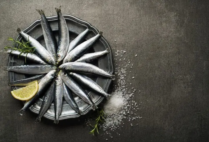 小沙丁鱼