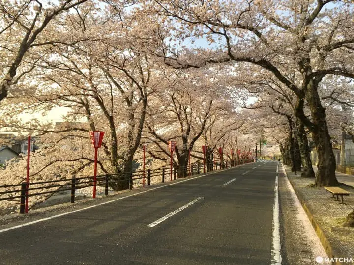 與保呂川千本櫻