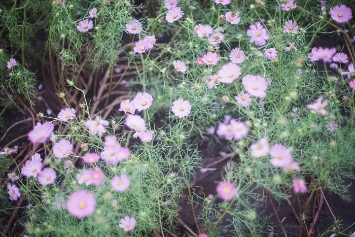 Japan's Seasons In Photos: October - Harvest And Cosmos Flowers