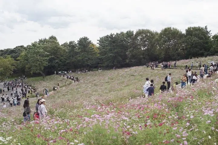 Japan's Seasons In Photos: October - Harvest And Cosmos Flowers