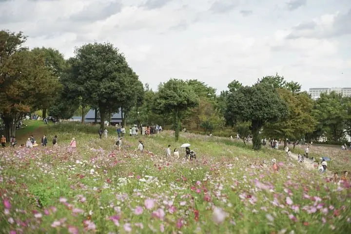 Japan's Seasons In Photos: October - Harvest And Cosmos Flowers