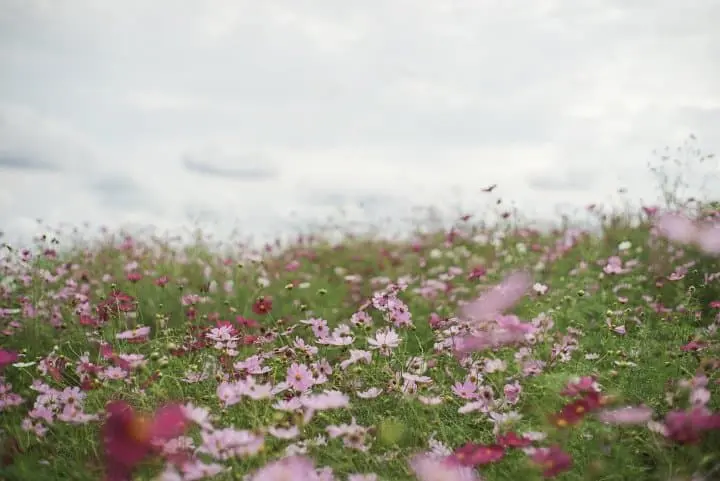 Japan's Seasons In Photos: October - Harvest And Cosmos Flowers