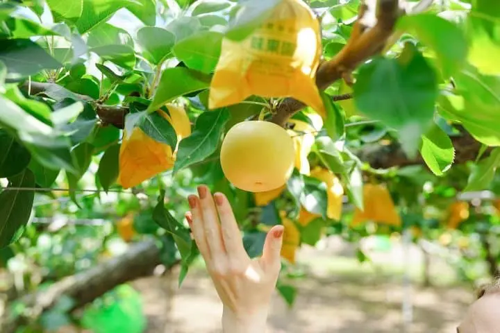 Japan's Seasons In Photos: October - Harvest And Cosmos Flowers