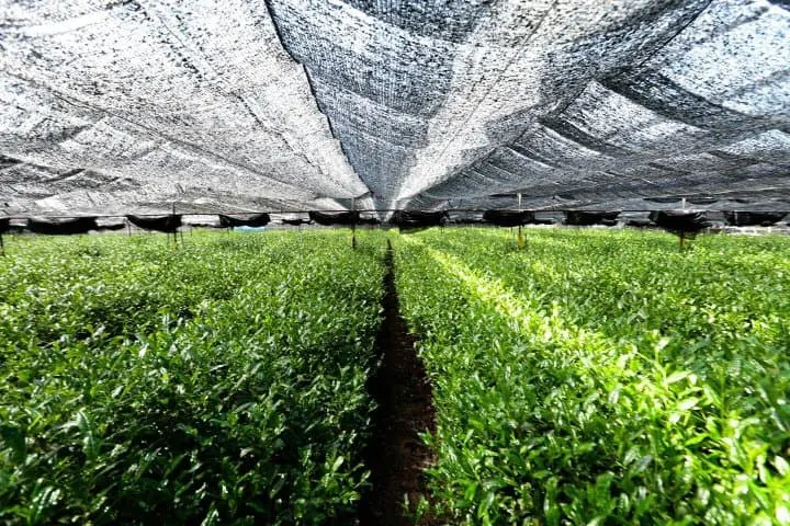 新宿「THE MATCHA TOKYO高質有機抹茶魅力！