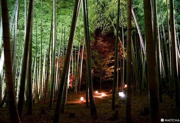 kodaiji temple bamboo forest