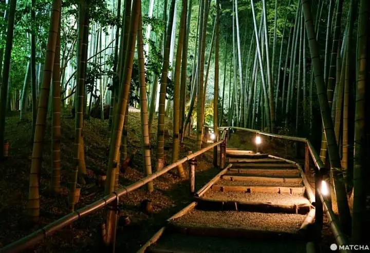 kodaiji temple bamboo forest