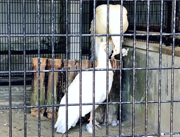 横浜市・野毛山動物園は入場無料家族で楽しめる動物園