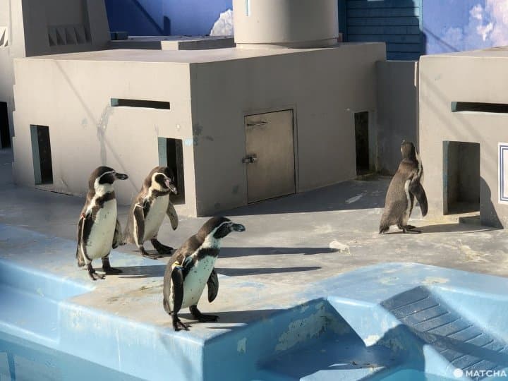 横浜市・野毛山動物園は入場無料家族で楽しめる動物園