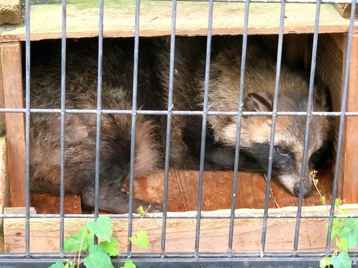 横浜市・野毛山動物園は入場無料家族で楽しめる動物園