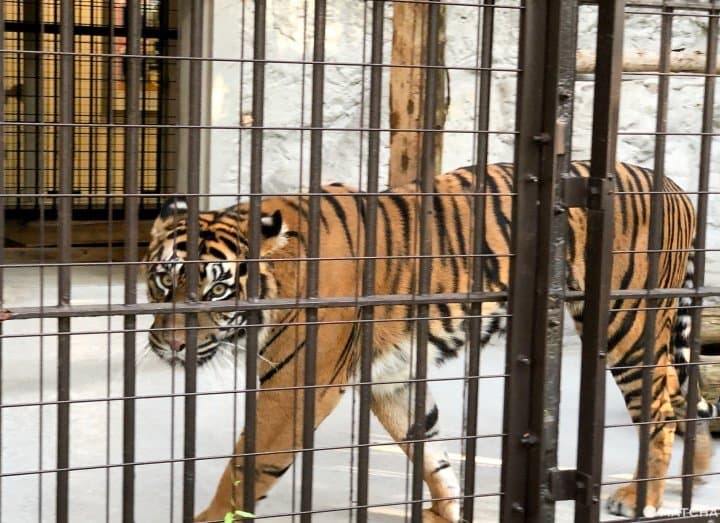 横浜市・野毛山動物園は入場無料家族で楽しめる動物園