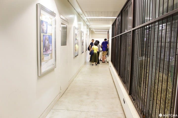 横浜市・野毛山動物園は入場無料家族で楽しめる動物園