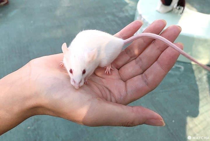 横浜市・野毛山動物園は入場無料家族で楽しめる動物園
