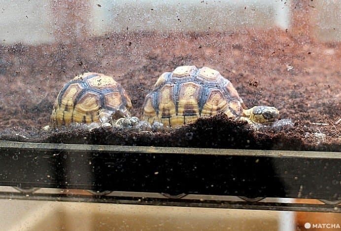 横浜市・野毛山動物園は入場無料家族で楽しめる動物園
