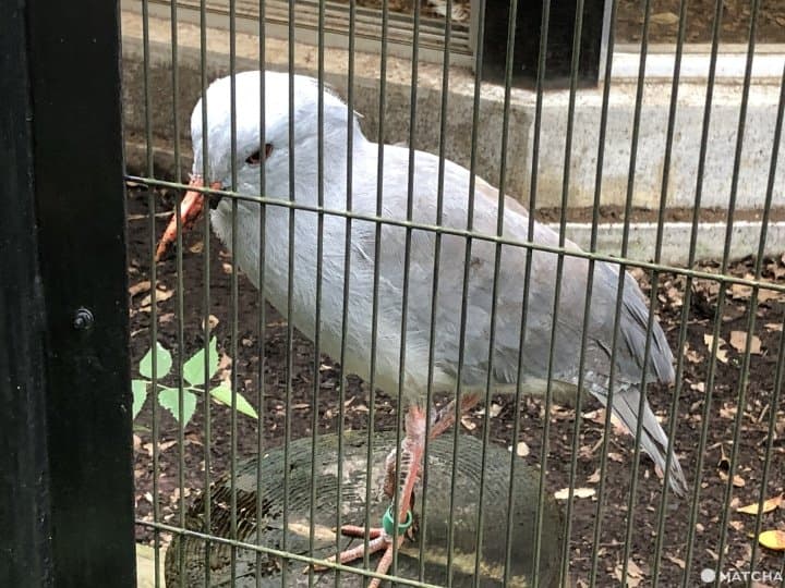 横浜市・野毛山動物園は入場無料家族で楽しめる動物園