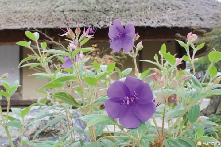 bread and espresso京都岚山
