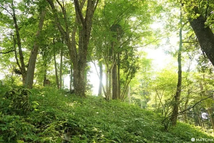 The Rock Garden On Mt. Mitake - Listen To A Mountain Stream In Tokyo