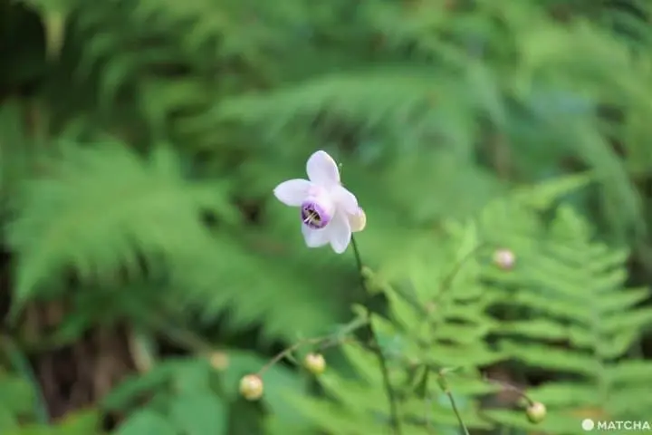 The Rock Garden On Mt. Mitake - Listen To A Mountain Stream In Tokyo
