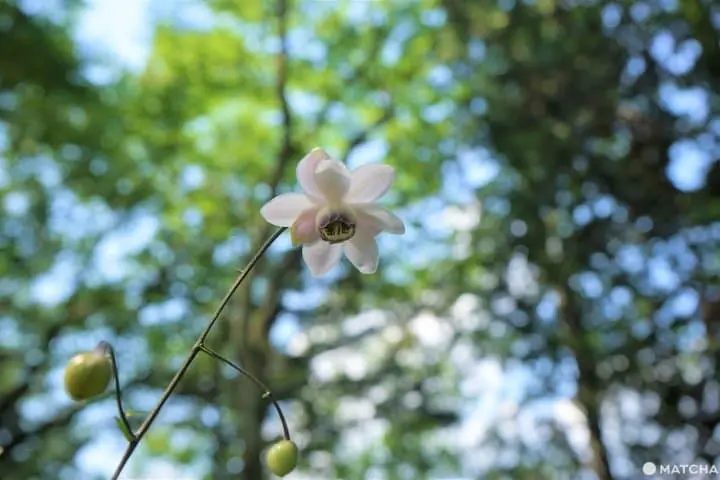 The Rock Garden On Mt. Mitake - Listen To A Mountain Stream In Tokyo