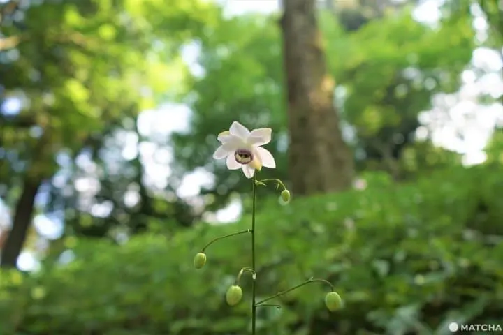 The Rock Garden On Mt. Mitake - Listen To A Mountain Stream In Tokyo
