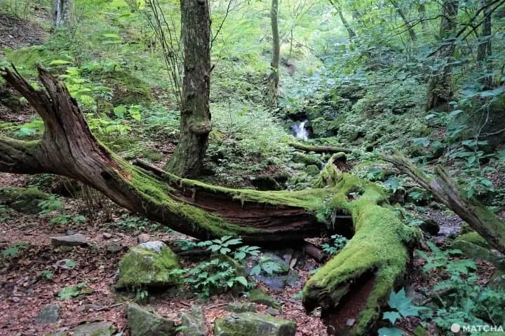 The Rock Garden On Mt. Mitake - Listen To A Mountain Stream In Tokyo