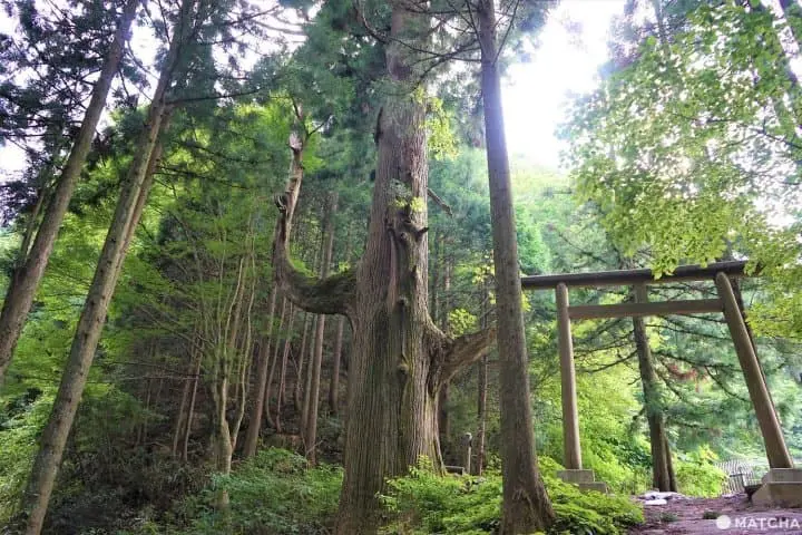 The Rock Garden On Mt. Mitake - Listen To A Mountain Stream In Tokyo