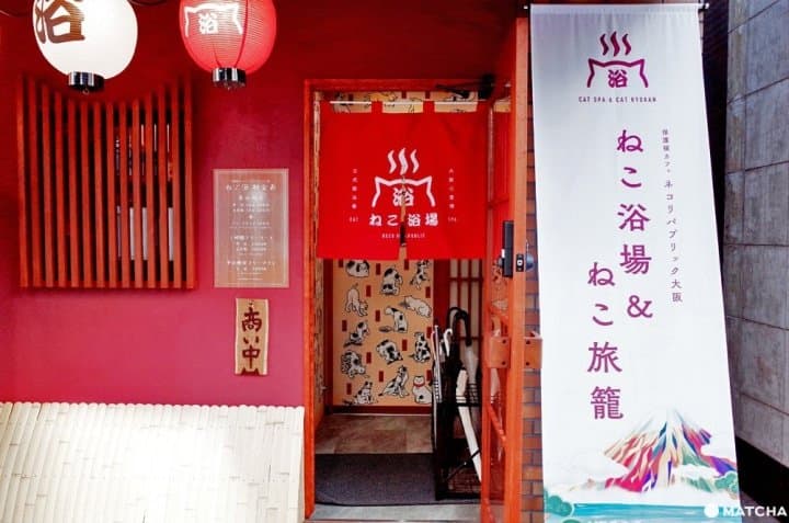 【大阪】疗愈度100%!在“猫浴场”与猫咪们的泡汤时光