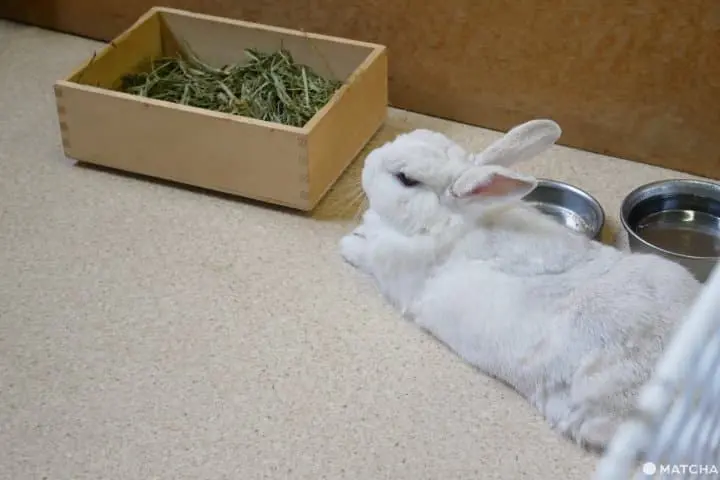 長井線兔子站長