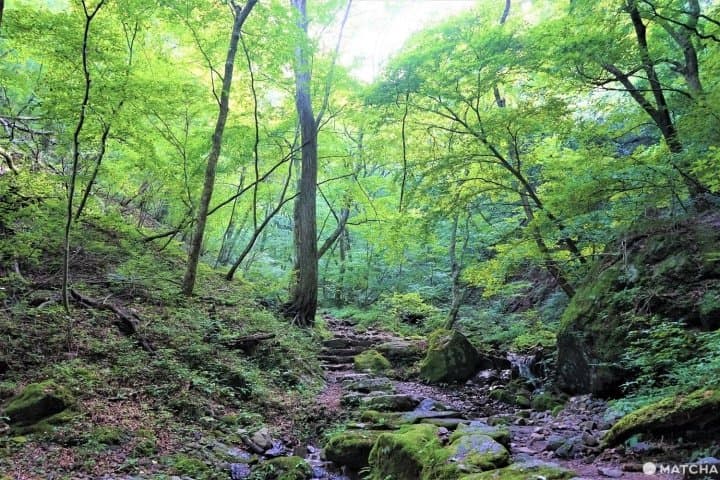 สวนหินในภูเขามิตาเกะ (Mitake) - สถานที่ฟังเสียงน้ำในลำธารไหลที่โตเกียว