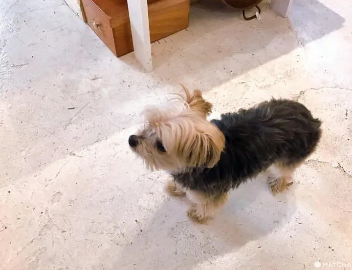 【東京】宛如身置巴黎街頭的古董雜貨店，藏身於西荻窪的小巴黎「boite」