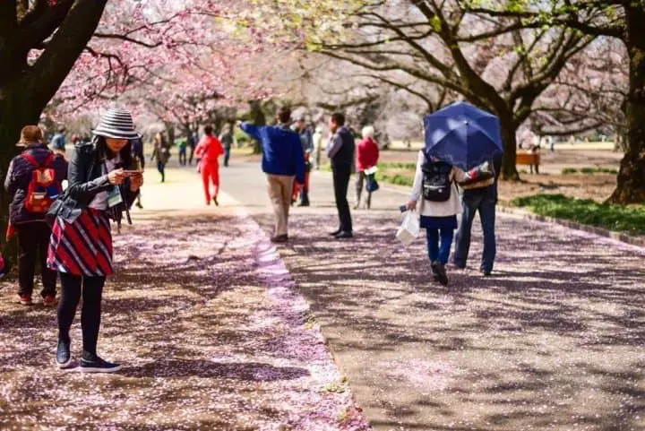 东京新宿御苑赏樱预售票