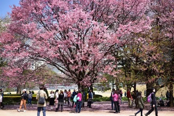 新宿御苑赏樱预售票2