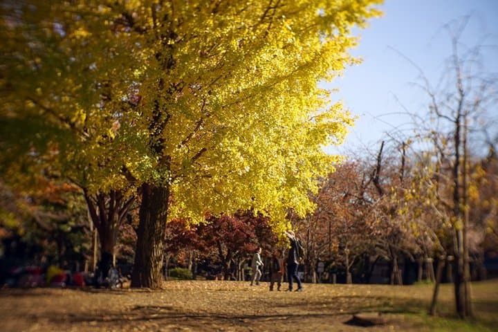 สวนอาซุกะยามะ Asukayama Park