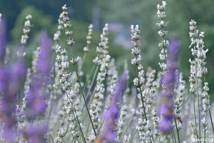 埼玉ラベンダー