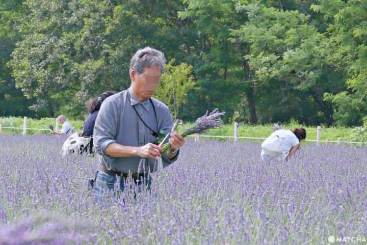 埼玉千年之苑薰衣草