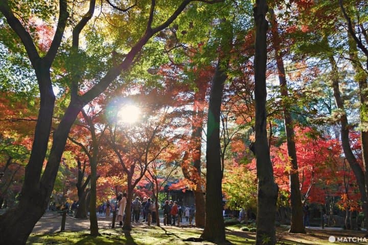 埼玉東京紅葉