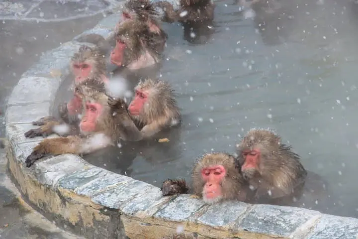 函館湯之川溫泉