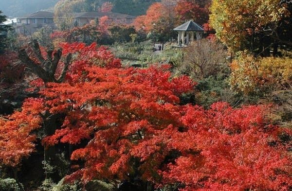 箱根強羅溫泉_神奈川縣