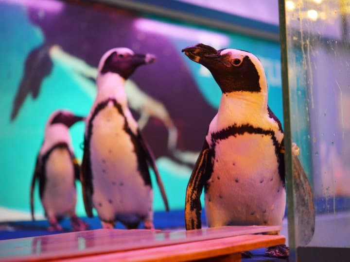 【沖繩那霸】可近距離接觸企鵝的「Penguin Bar 企鵝居酒屋」