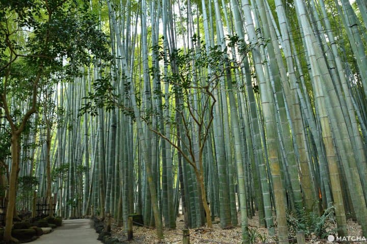 報國寺竹林
