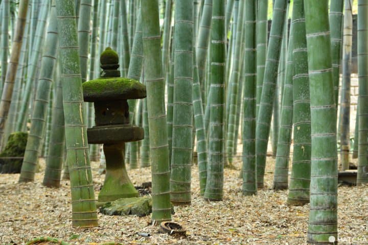 【鎌倉】再訪鎌倉時值得走一遭的地方,古都社寺四選