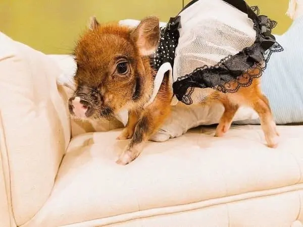 日本超人氣「小豬Cafe」原宿開新分店！只需要1000日圓就可以跟小豬玩 超治癒～