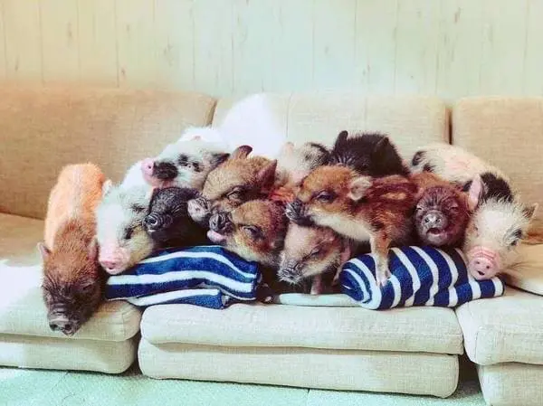 日本超人氣「小豬Cafe」原宿開新分店！只需要1000日圓就可以跟小豬玩 超治癒～