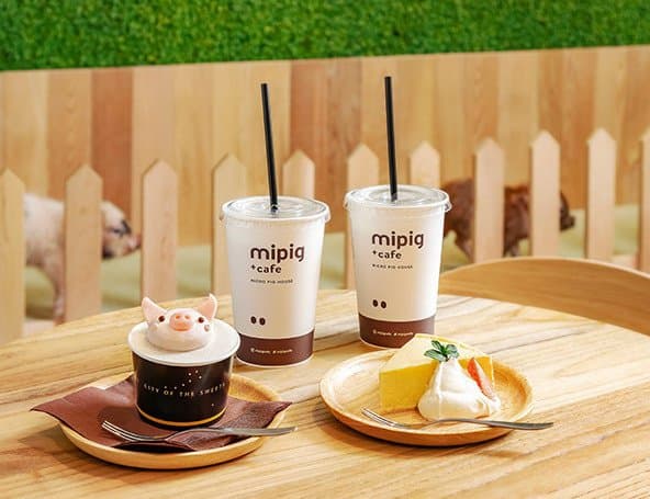 日本超人氣「小豬Cafe」原宿開新分店!只需要1000日圓就可以跟小豬玩 超治癒~