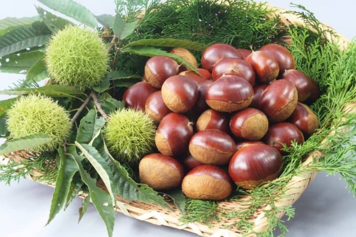 粒の大きさと甘みはトップクラス「丹波栗」 大阪からもっとも近い小京都 丹波篠山 MATCHA 訪日外国人