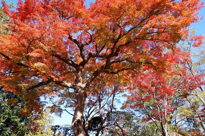 ชมใบไม้แดงในมัตสึโดะ ย่ำเมืองเก่าที่นากาเระยามะ เดินทางชิลๆ ไปเช้าเย็นกลับจากโตเกียว